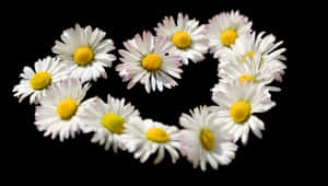 Daisy Chain Heart Formation PNG image with transparent background