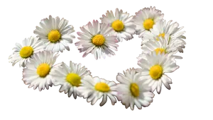 Daisy Chain Heart Formation PNG Image