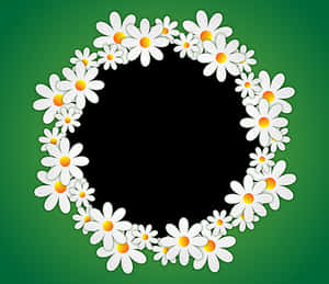 Daisy Circle Green Background PNG image with transparent background