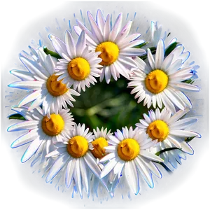 Daisy Circle Png 06252024 PNG Image