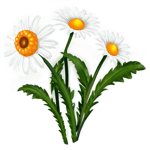 Daisy Clipart PNG 05252024 PNG