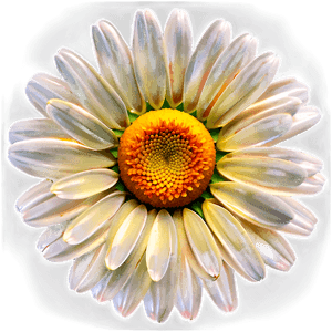 Daisy Clipart PNG 05252024 PNG