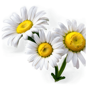 Daisy Clipart PNG 84 PNG