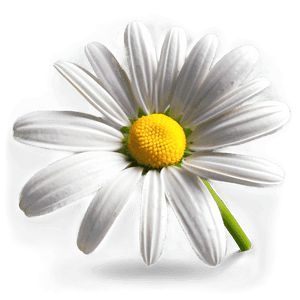 Daisy Clipart PNG mpj PNG