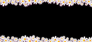 Daisy Flower Border Design PNG image with transparent background