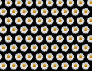 Daisy Pattern Black Background PNG with transparent background