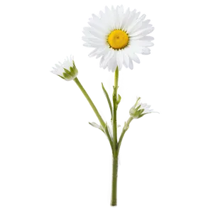 Daisy Stem Png 06132024 PNG Image