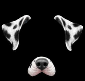 Dalmatian Dog Filter Elements PNG image with transparent background