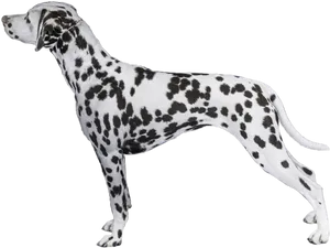 Dalmatian Dog Standing Profile PNG Image