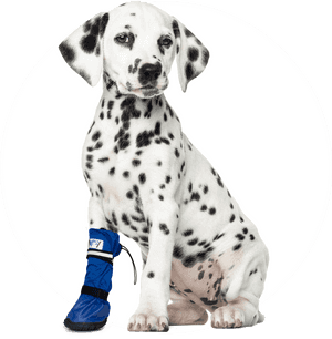 Dalmatian Images Transparent Background, HD Png Download PNG image with transparent background