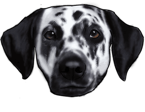 Dalmatian , Png Download - Dalmatian, Transparent Png PNG image with transparent background