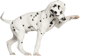 Dalmatian Puppies Png - Puppy Dalmatian Png, Transparent Png PNG image with transparent background