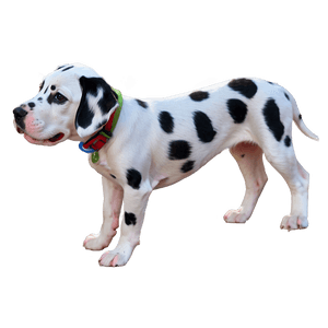 Dalmatian Puppy PNG 06232024 PNG image with transparent background