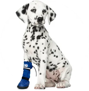 Dalmatian Puppy With Blue Boot PNG Image