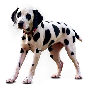 Dalmatian Spots Mobile Wallpaper Png 06282024 PNG Image