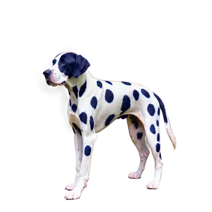 Dalmatian Spots Pattern Fill Png 06282024 PNG Image