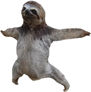 Dancing Sloth Transparent Background PNG Image