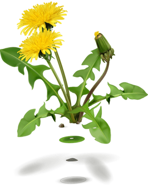 Korn, Vector Design, Dandelion Flower, Vector Icons, - Dandelion Png Transparent, Png Download PNG