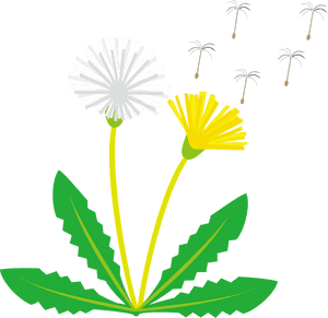 Dandelion Clipart, HD Png Download PNG