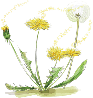 Dandelion Seed Png -watercolor Painting Plant Of Flowers - Dandelion Pen And Watercolour, Transparent Png PNG
