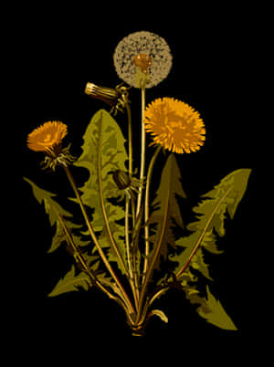 Dandelion Life Cycle Illustration PNG