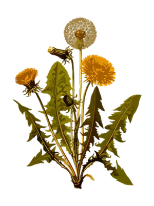 Dandelion Life Cycle Illustration PNG Image