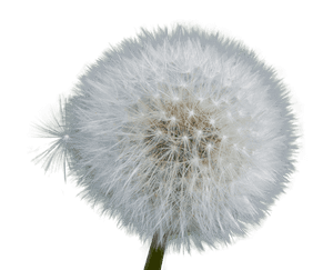 Dandelion Seed Head PNG
