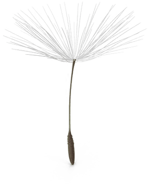 Dandelion Png Pic - Dandelion Seed Transparent Background, Png Download PNG