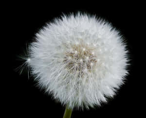 Dandelion_ Seed_ Head_ Black_ Background.jpg PNG