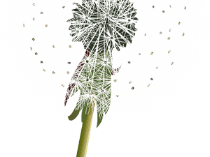 Dandelion Clipart Transparent Tumblr - Dandelion, HD Png Download PNG
