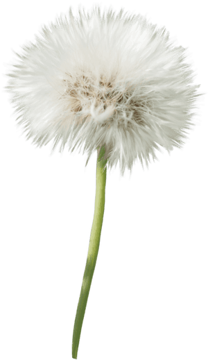 Dandelion Flower Png - Dandelion Png With Transparent Background, Png Download PNG