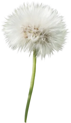 Dandelion Seed Head PNG Image