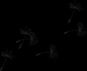 Dandelion Seeds Adrift Dark Background PNG