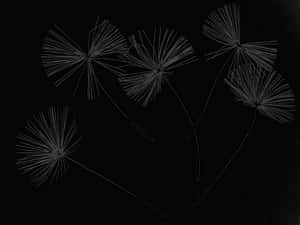 Dandelion Seeds Black Background PNG