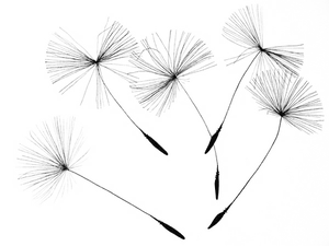 Dandelion Seeds Black Background PNG Image