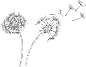 Dandelion Png Clipart - Royalty Free Dandelion Png, Transparent Png PNG