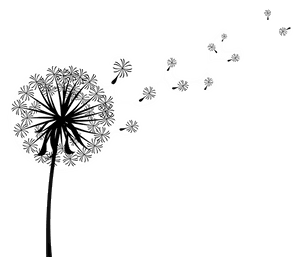 Clip Art Image Vector Graphics Dandelion Coffee - Dandelion Black And White Transparent, HD Png Download PNG