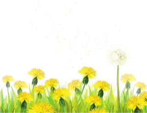 Free Png Transparent Grass With Dandelions Png Images - Dandelions Clip Art, Png Download PNG