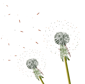 Dandelion Transparent Flying - Dandelion Free Png Download, Png Download PNG