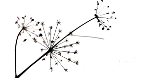 Dandelion Transparent Simple - Dandelion, HD Png Download PNG