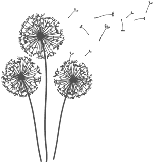 Freetoedit Dandelions Dandelionseeds Png - Transparent Background Dandelion Gif, Png Download PNG