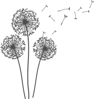 Dandelion_ Silhouettes_ Blowing_in_ Wind.png PNG Image