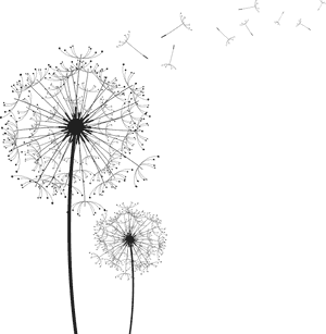 Dandelion Png Clipart - Dandelion Png, Transparent Png PNG