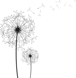 Dandelion Silhouettes Blowingin Wind PNG Image