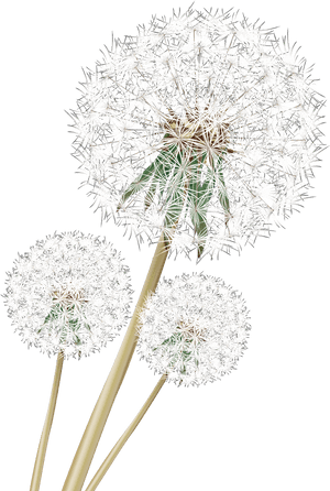 Dandelion Download Png Image - Cow Parsley, Transparent Png PNG