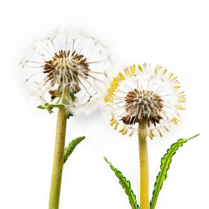 Dandelions D PNG Image