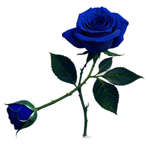 Dark Blue Rose PNG 06202024 PNG image with transparent background