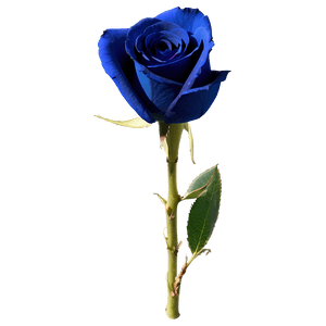 Dark Blue Rose PNG 57 PNG image with transparent background