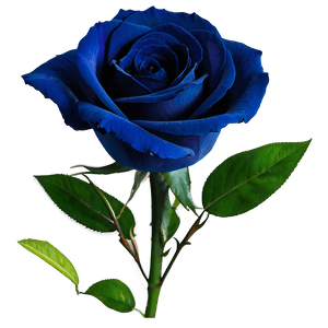 Dark Blue Rose PNG hcv PNG image with transparent background