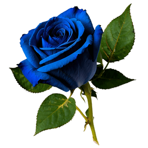 Dark Blue Rose PNG vtj26 PNG image with transparent background